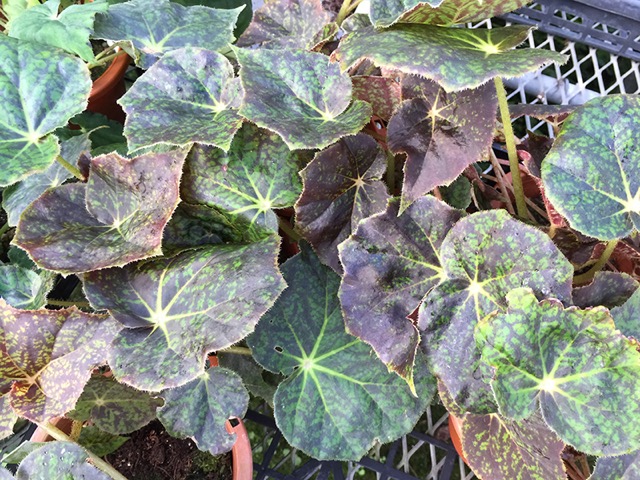 B. ‘Dusky Shadows’